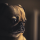 There’s no reason to keep your dogs unvaccinated over fears of “canine autism.”
